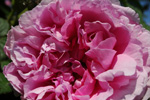 Empress Josephine (`Francofortuna`, `Imp�ratrice J