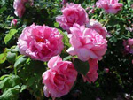 Empress Josephine (`Francofortuna`, `Imp�ratrice J