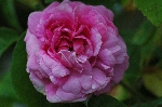 Paeonienrose