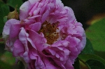 Paeonienrose