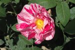 Versicolor