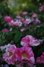 Versicolor