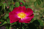 Violacea