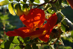 Foetida Bicolor