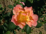Gottfried Keller