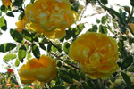 Persian Yellow