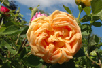 Soleil d'Or