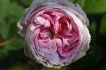 K�nigin von D�nemark (Reine du Danemark)