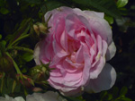 Maidens Blush ('Petite cuisse de Nymphe')