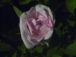 Maidens Blush ('Petite cuisse de Nymphe')