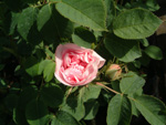 Maidens Blush ('Petite cuisse de Nymphe')