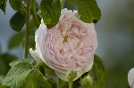 Maidens Blush ('Petite cuisse de Nymphe')