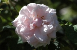 Madame Alfred Carri�re