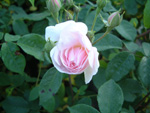 Multiflore de Vaumarcus