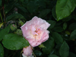Multiflore de Vaumarcus