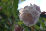 Multiflore de Vaumarcus