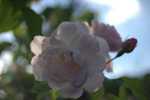 Multiflore de Vaumarcus