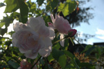 Multiflore de Vaumarcus
