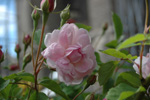 Multiflore de Vaumarcus