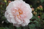 Rosa Gru� an Aachen