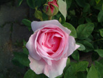 Comte de Chambord