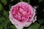 Comte de Chambord