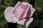 Comte de Chambord