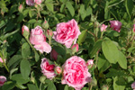 Comte de Chambord