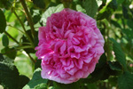 Duchesse de Rohan