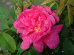 Marbree