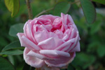 Mme. Boll