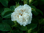 Maxima
