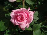 Mme. Knorr