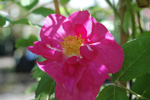 Portland (`Duchesse of Portland`)