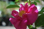 Portland (`Duchesse of Portland`)