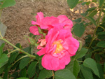 Portland (`Duchesse of Portland`)