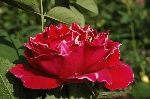 Baron Girod de l'Ain