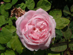 Baronne Adolphe de Rothschild