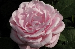 Baronne Adolphe de Rothschild