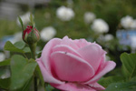 Baronne Adolphe de Rothschild