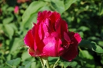 Druschki Rubra