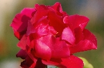 Druschki Rubra