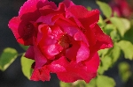 Druschki Rubra