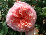 Abraham Darby