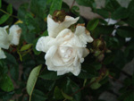 Blanche Moreau