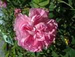Blush Hip