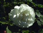 Boule de Neige