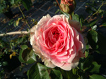 C�sar