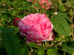 Duchesse de Rohan