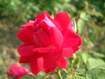 G�n�ral Jaqueminot